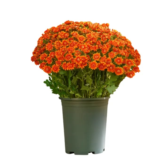 💥 Künstliche Chrysanthemen für den Außenbereich – UV-beständig, wasserfest, windfest